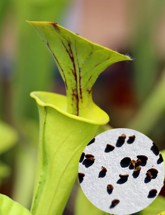 Graines de Sarracenia Flava Plante carnivore Graines de Sarracenia Flava Plante carnivore