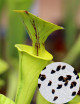 Graines de Sarracenia Flava Plante carnivore