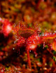 Graines de Drosera rotundifolia Plante carnivore