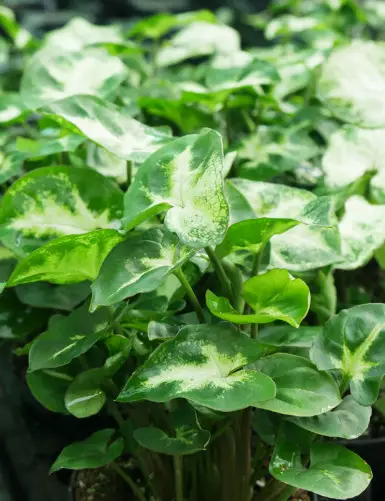 Plantes terrariums Syngonium 'White Butterfly'