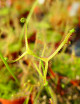 Drosera binata var. dichotoma plante carnivore