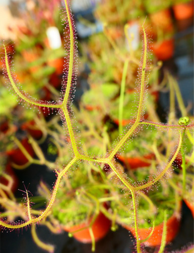 Drosera binata dichotoma plante carnivore
