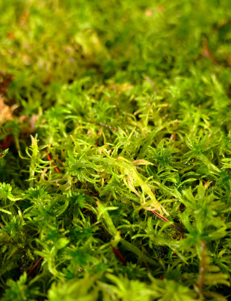 Sphaigne vivante - matériel pour plantes carnivores, orchidée