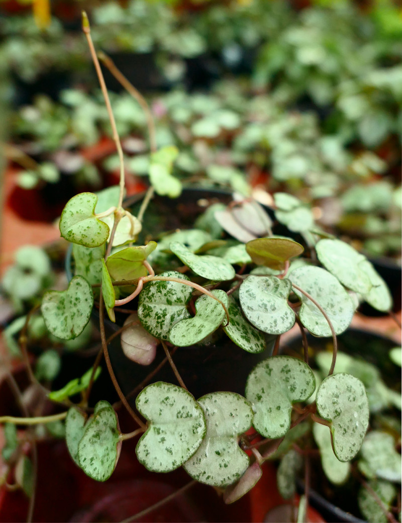 Ceropegia woodii plante terrarium