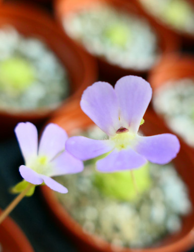 Plante carnivore Pinguicula Kondoï