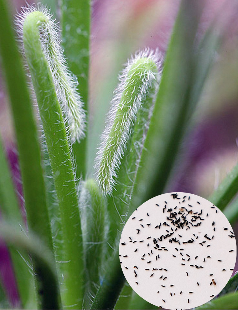 Graines de Drosera capensis "feuilles poilues" Plante carnivore