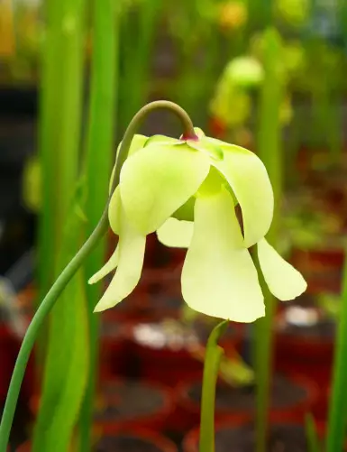 Plante carnivore Sarracenia alata red throat