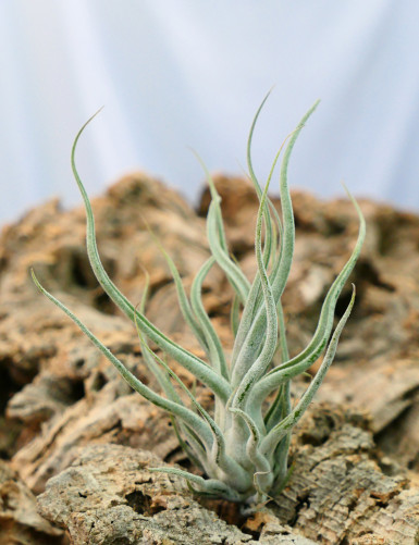 Tillandsia ehlersiana - 15 à 20 cm fille de l'air