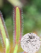 Graines de Drosera capensis compacta Plante carnivore