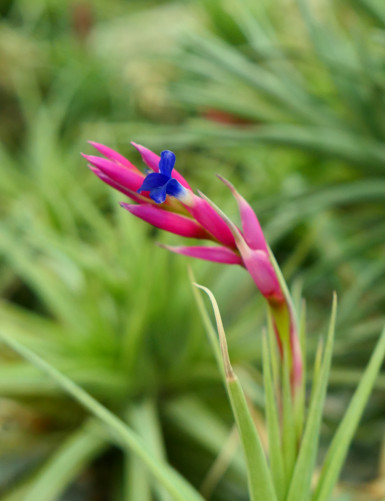 Tillandsia aeranthos fleur fille de l'air