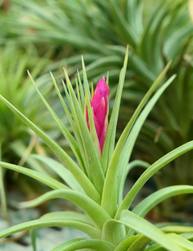 Tillandsia aeranthos fille de l'air