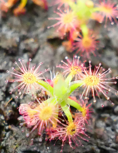 Drosera paleacea plante carnivore