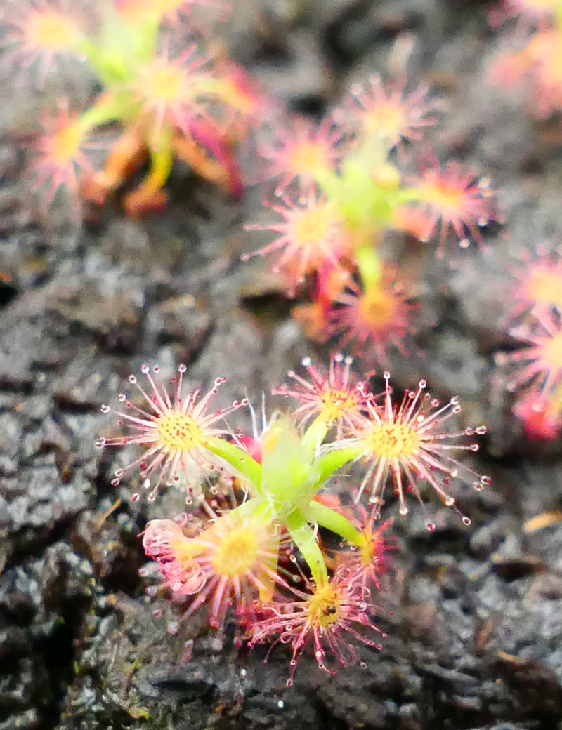 Drosera paleacea plante carnivore