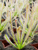 Drosera x hybrida plante carnivore