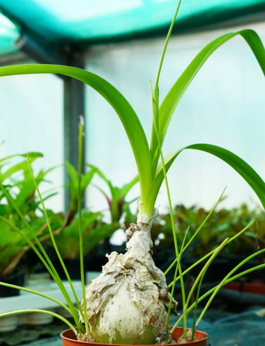 Plantes terrariums Albuca bracteata - Racines nues