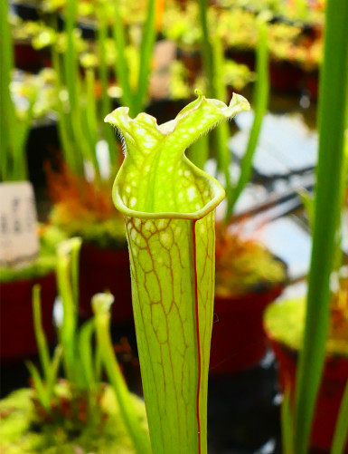 Plante carnivore Sarracenia leucophylla red tube