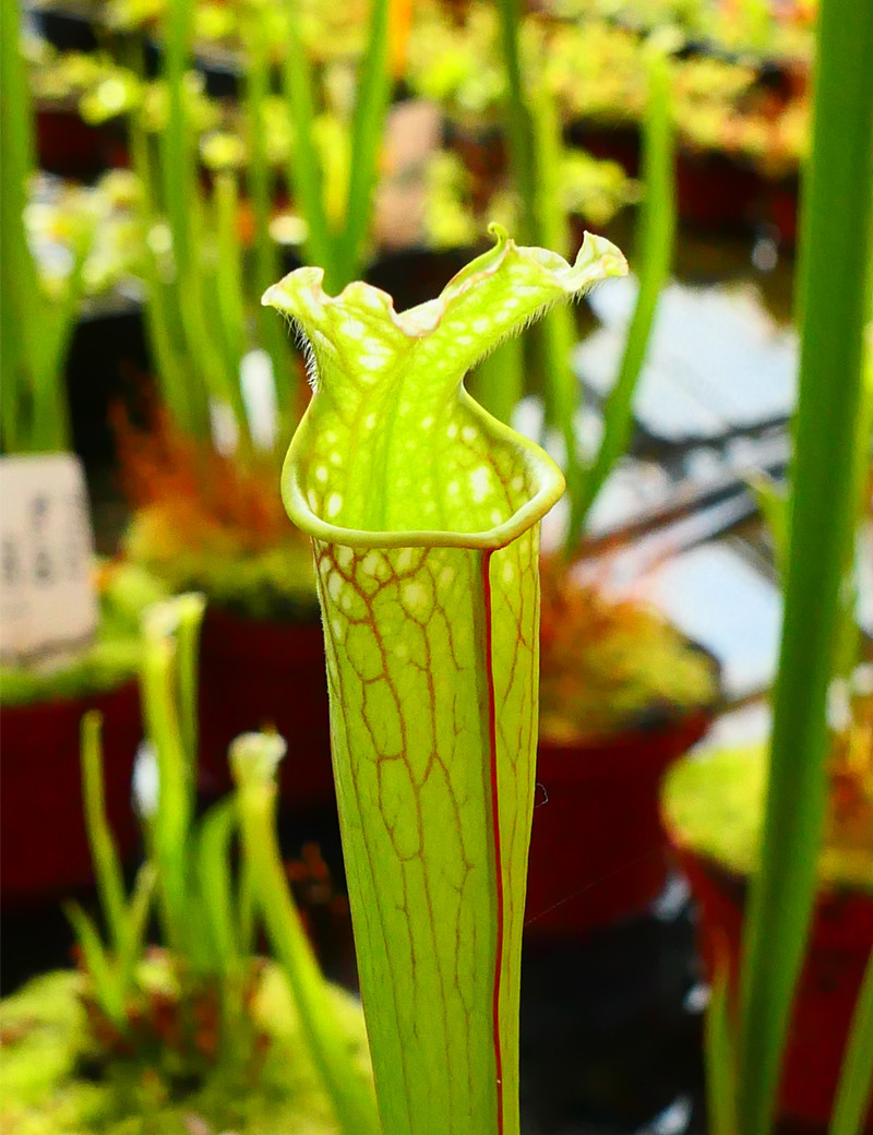 Plante carnivore Sarracenia leucophylla red tube