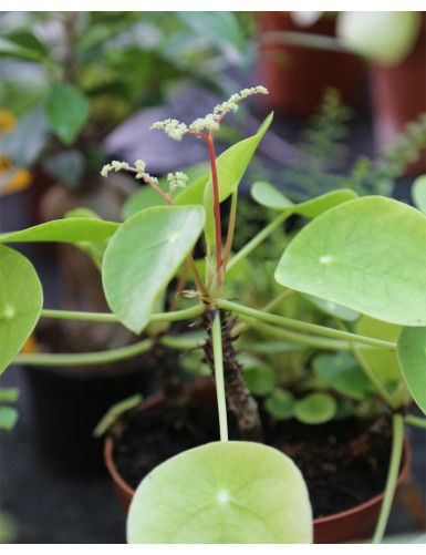 Plantes terrariums Pilea peperomioides - 15 à 20cm