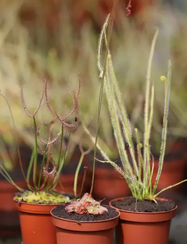 Pack Drosera