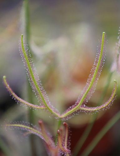 Drosera binata - Mont Ruapehu - Alpin form plante carnivore