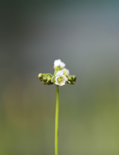 Drosera binata - Mont Ruapehu - Alpin form plante carnivore