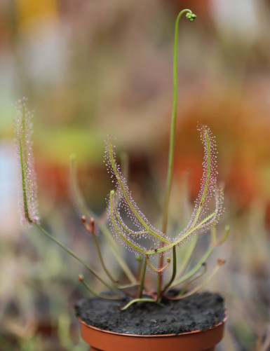 Drosera binata - Mont Ruapehu plante carnivore