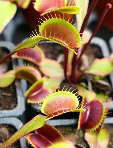 Dionaea muscipula Clayton's Volcanic Red Plante carnivore