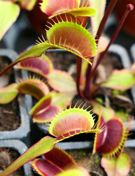 Dionaea muscipula Clayton's Volcanic Red Plante carnivore Dionaea muscipula Clayton's Volcanic Red Plante carnivore