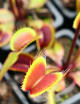 Dionaea muscipula Clayton's Volcanic Red Plante carnivore