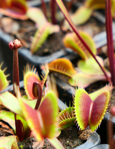 Dionaea muscipula Clayton's Volcanic Red Plante carnivore