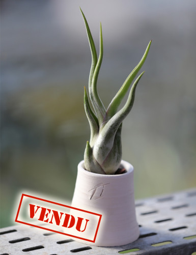 Caput medusae présenté