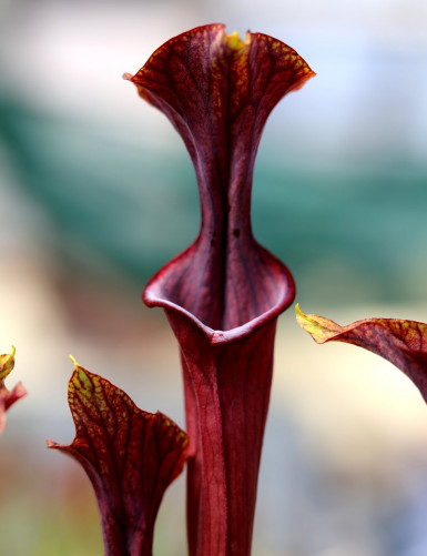 Plante carnivore Sarracenia alata x flava red lip giant