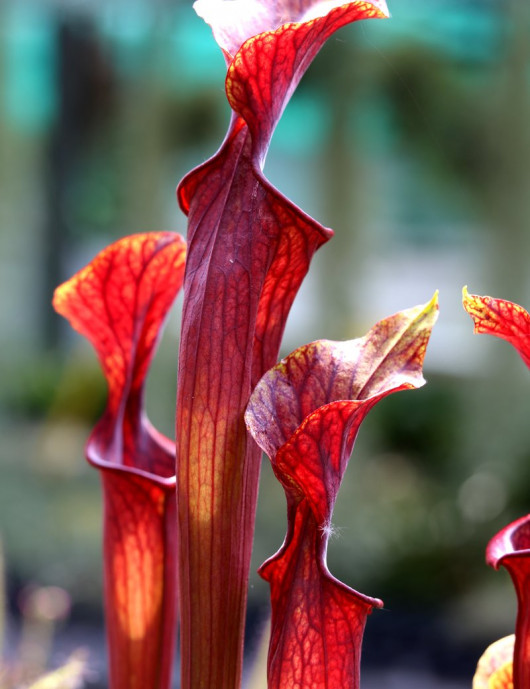 Plante carnivore Sarracenia alata x flava red lip giant