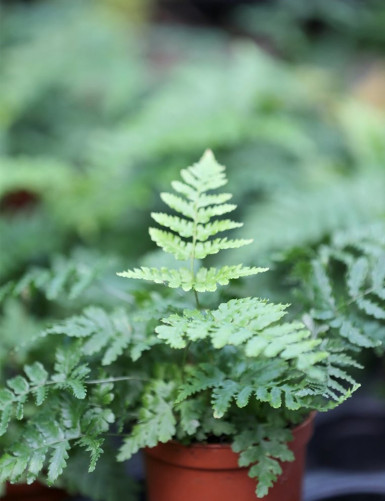 Plantes terrariums Dryopteris erythrosora