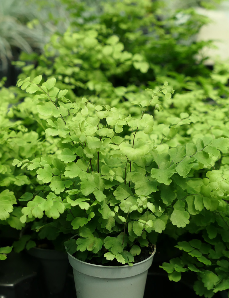 Terrarium plants Adiantum raddianus Fritz Luthi
