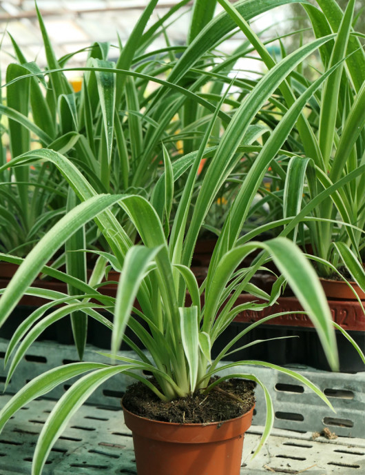 Plantes terrariums Chlorophytum Pacific