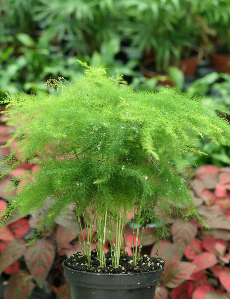 Asparagus plumosus nanus