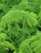 Asparagus plumosus nanus