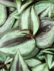 Plantes terrariums Tradescantia zebrina pourpre