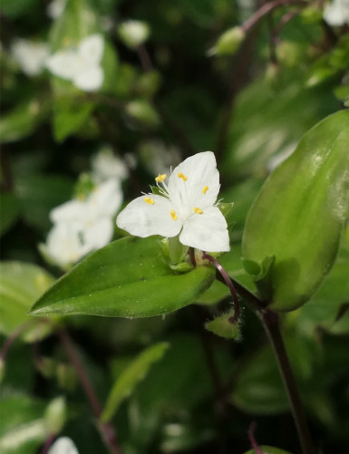 Tradescantia fluminensis terrarium plants - 5 branches to replant