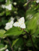 Tradescantia fluminensis terrarium plants - 5 branches to replant