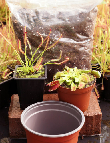 Kit Dionaea & Drosera - À...