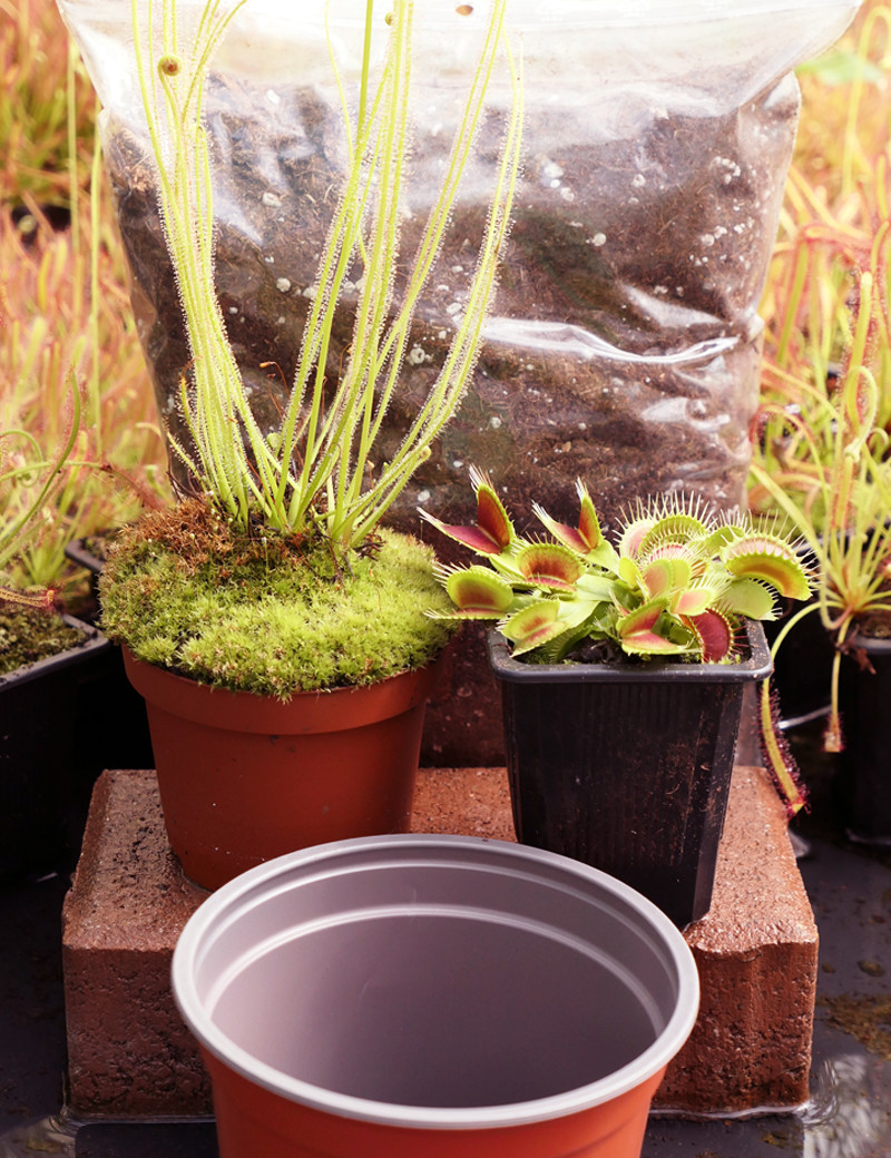 Kit Dionaea Giant et Drosera Filiformis