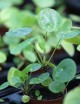Plantes terrariums Mottes de Pilea peperomioides à rempoter X 6