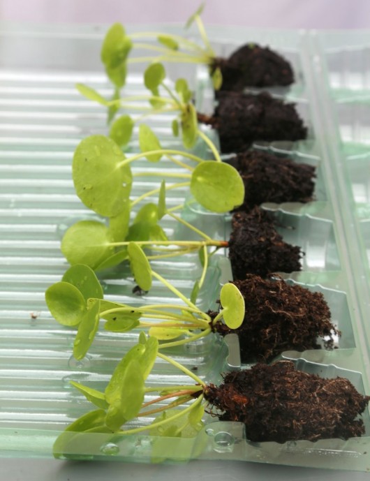 Plantes terrariums Mottes de Pilea peperomioides à rempoter X 6