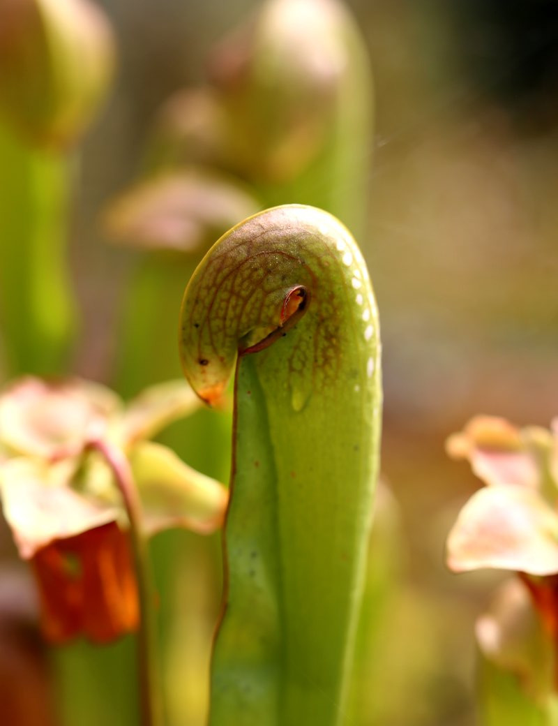 Plante carnivore Sarracenia minor large