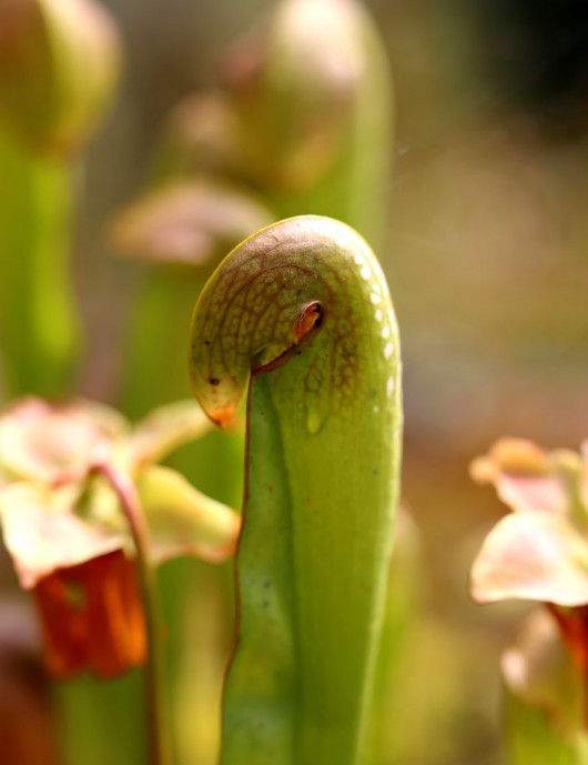 Plante carnivore Sarracenia minor large
