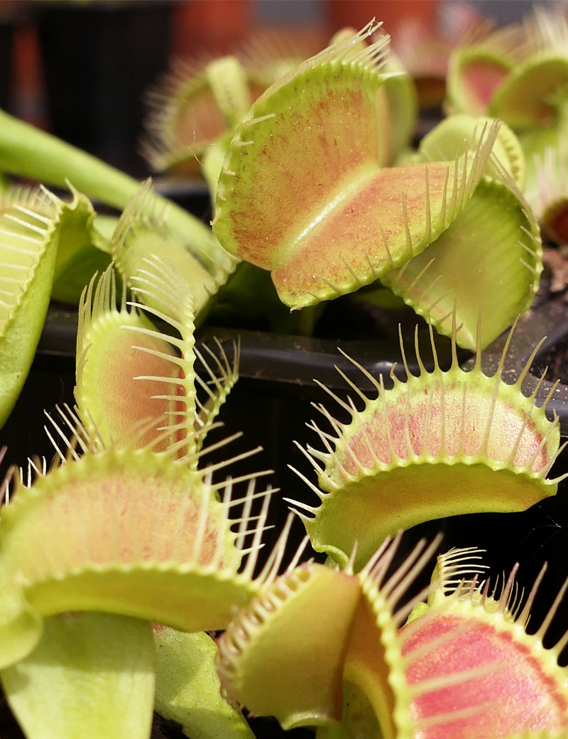 Dionaea Crocodile Plante carnivore