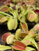 Dionaea Crocodile Plante carnivore