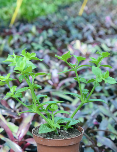 Plantes terrariums Aptenia cordifolia - Ficoïde à feuilles en cœur
